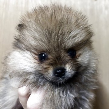 ポメラニアン【静岡県・女の子・2025年3月24日・オレンジセーブル】の写真「可愛い女の子♥️5月25日まで見学可能」