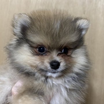 ポメラニアン【静岡県・男の子・2025年6月6日・オレンジ】の写真「可愛い男の子🩵 8月3日まで見学可能」