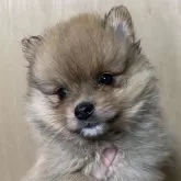 ポメラニアン