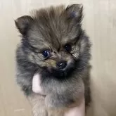 ポメラニアン