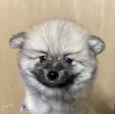 ポメラニアン