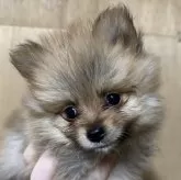 ポメラニアン【静岡県・男の子・2025年9月25日・オレンジ】の写真1