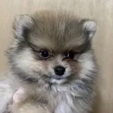 ポメラニアン