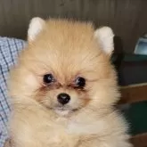ポメラニアン