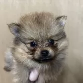 ポメラニアン