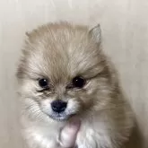 ポメラニアン