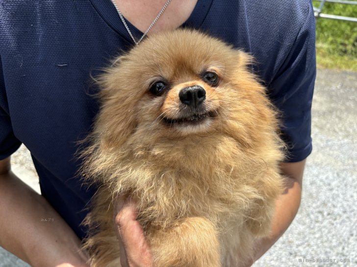 ポメラニアン【・女の子・2019年3月14日・オレンジ】