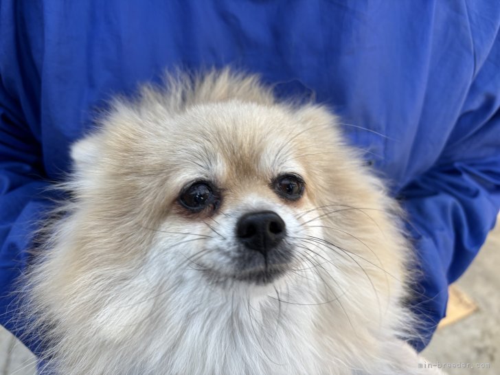 ポメラニアン【・女の子・2021年9月25日・クリーム】