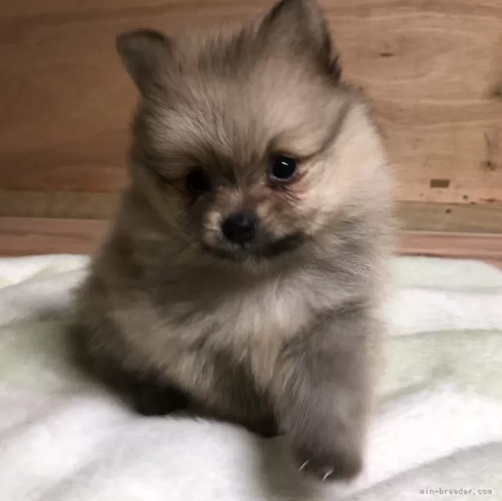 ID：2401-01199の子犬