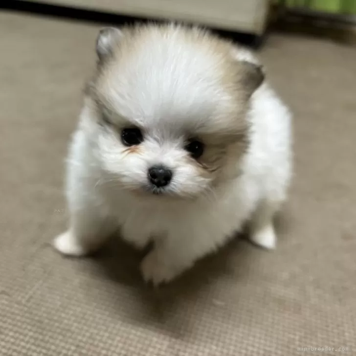 ID:2406-06588の子犬