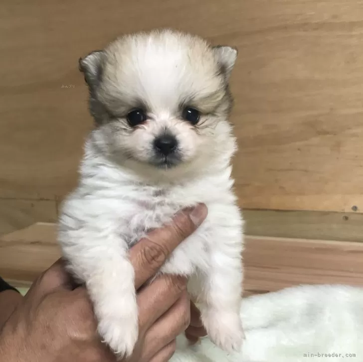 ID：2402-01415の子犬