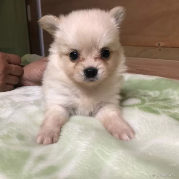 ID：2402-04359の子犬