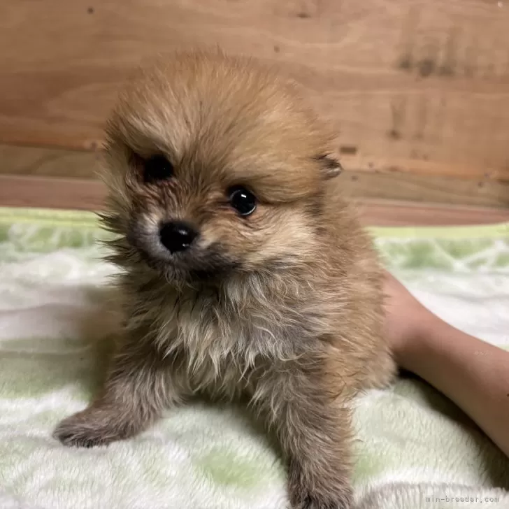 ID：2405-02236の子犬