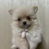 ポメラニアン【静岡県・女の子・2024年9月2日・オレンジ】の写真1