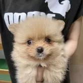 ポメラニアン【静岡県・女の子・2024年9月2日・オレンジ】の写真2