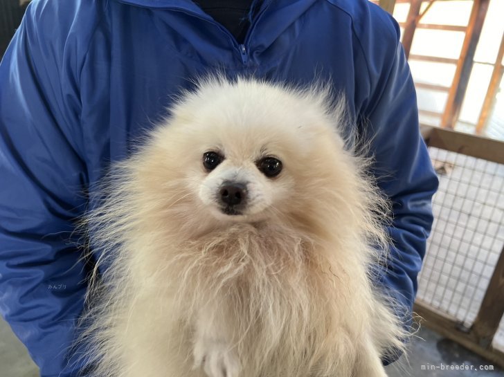 ポメラニアン【・男の子・2017年5月29日・クリーム】