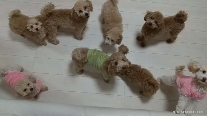 リビングで遊ぶ親犬たち｜大谷　康夫(おおたに　やすお)ブリーダー(千葉県・トイプードル・JKC登録)の紹介写真3