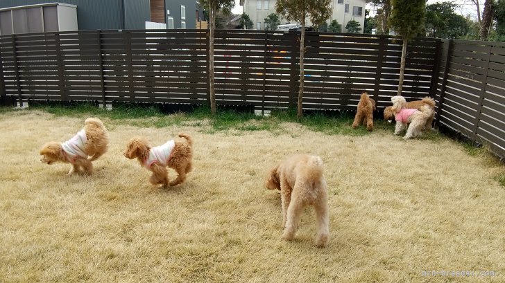 小さなドックランで遊ぶ親犬たち、捕まえるのが大変　冬季｜大谷　康夫(おおたに　やすお)ブリーダー(千葉県・トイプードル・JKC登録)の紹介写真4