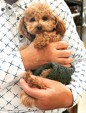 大谷康夫ブリーダーのブログ：トコちゃんり里帰り