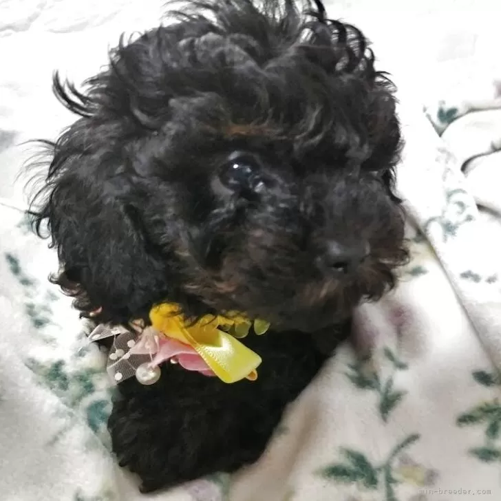 ID：2504-03915の子犬