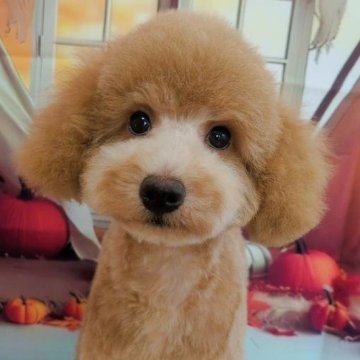 トイプードル(トイ)【千葉県・男の子・2025年7月27日・アプリコット】の写真「💙セール開催💔可愛中男の子です💔」