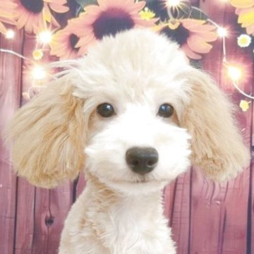 タイニープードル【千葉県・女の子・2025年3月16日・クリーム】の写真「💛」