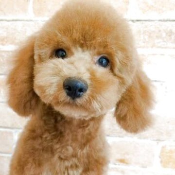 トイプードル(タイニー)【千葉県・女の子・2024年11月27日・カフェオレ】の写真「甘えん坊の育てやすい女の子です」
