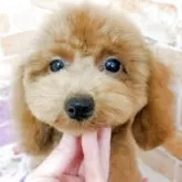 タイニープードル
