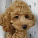 タイニープードル