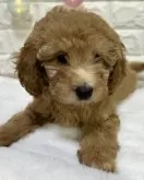 タイニープードル【千葉県・女の子・2024年10月8日・アプリコット】の写真4