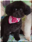 タイニープードル【・女の子・2023年9月27日・ブラツク】