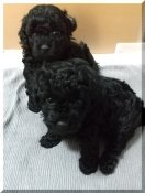 タイニープードル【・女の子・2023年9月27日・ブラツク】