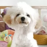 ティーカッププードル