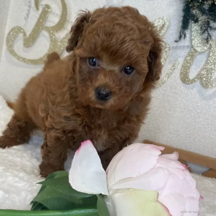 ID：2501-07280の子犬