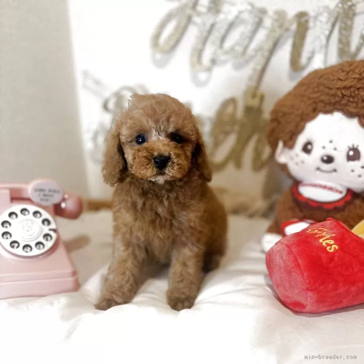 ティーカッププードル【東京都・男の子・2025年9月27日・レッド】の写真1
