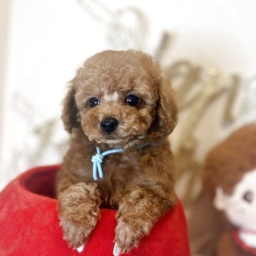 ティーカッププードル【東京都・男の子・2025年9月27日・レッド】の写真「ティーカップ予想の爆毛レッドの一番小さい長男くん」