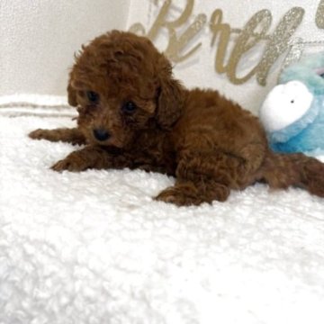 トイプードル(ティーカップ)【東京都・男の子・2025年9月27日・レッド】の写真「ティーカップ予想の爆毛レッドの次男くん」