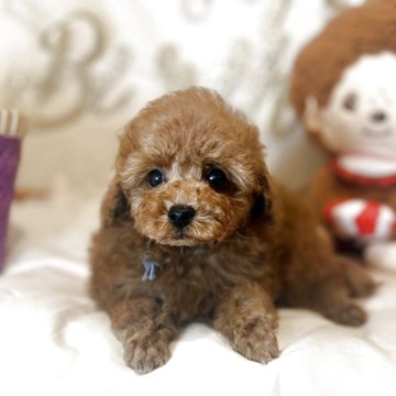 ティーカッププードル【東京都・男の子・2025年9月27日・レッド】の写真「ティーカップ予想の爆毛レッド次男くんです」