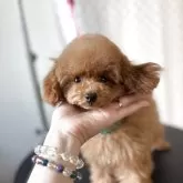 ティーカッププードル