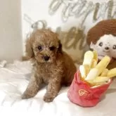 ティーカッププードル【東京都・男の子・2025年9月27日・レッド】の写真4