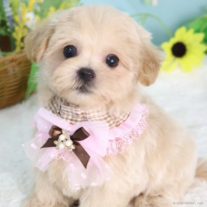さな 様のお迎えした子犬