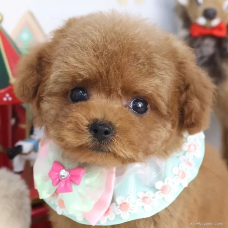 ID：2511-01675の子犬