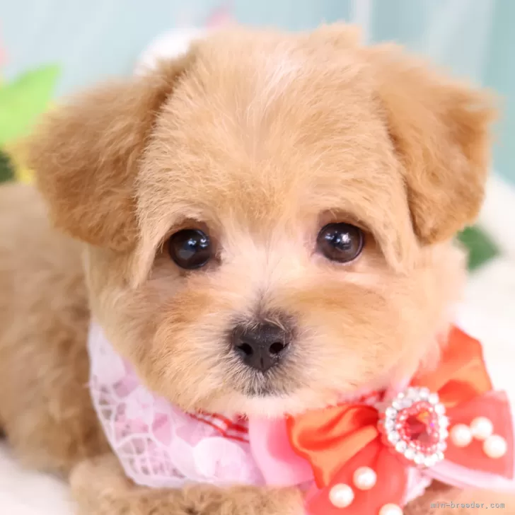 M.K 様のお迎えした子犬