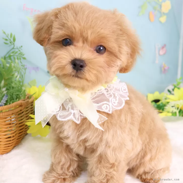 Y.S 様のお迎えした子犬