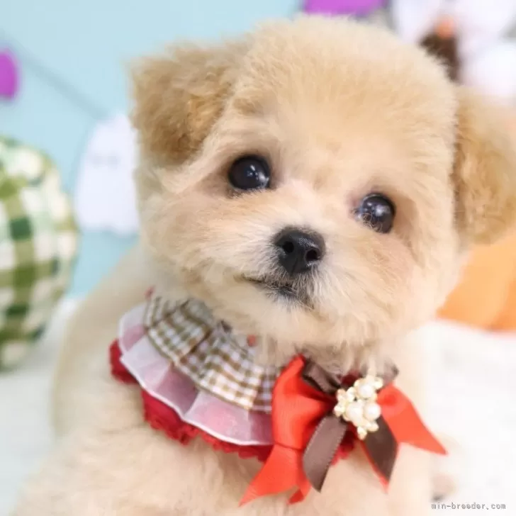 S.T 様のお迎えした子犬