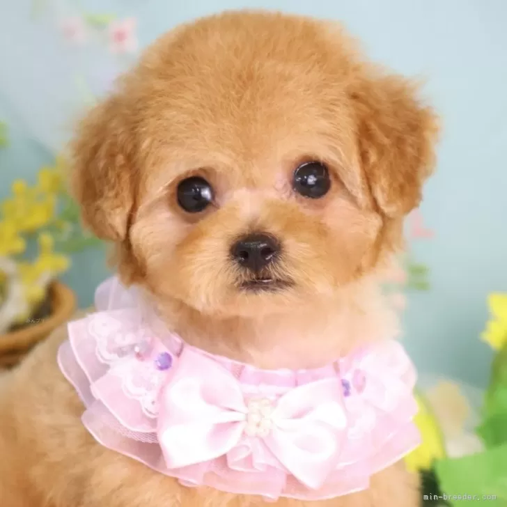 H.Ｉ 様のお迎えした子犬