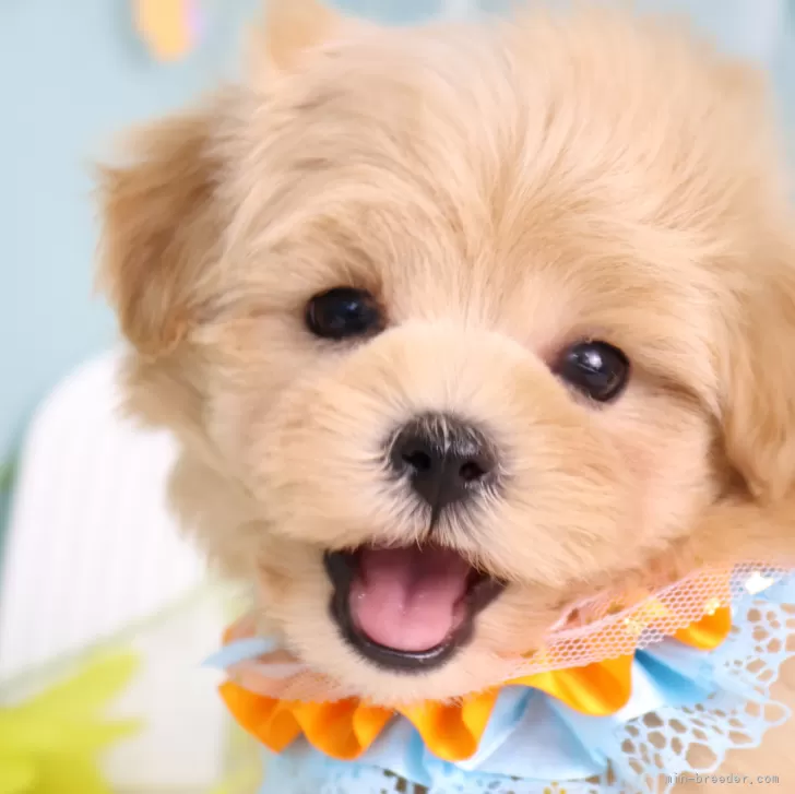 B.C 様のお迎えした子犬
