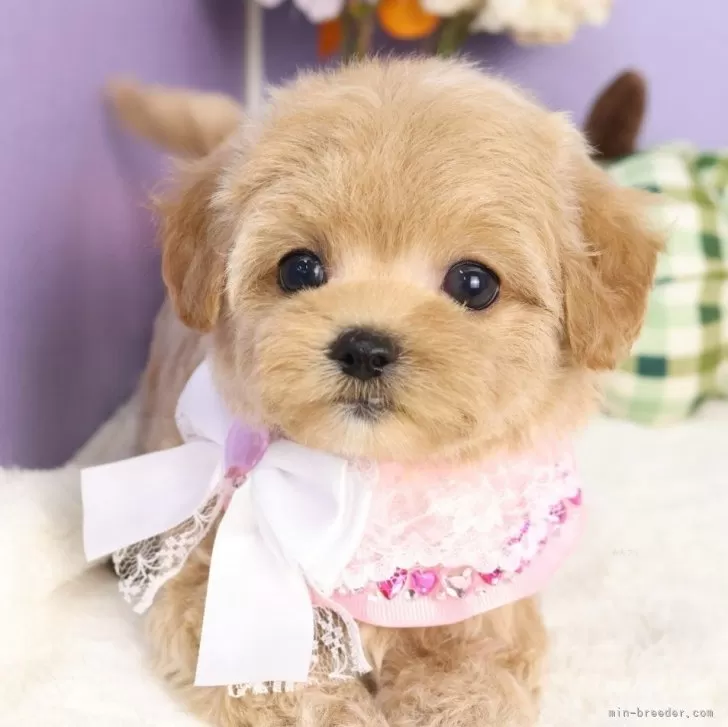 マルパパ 様のお迎えした子犬