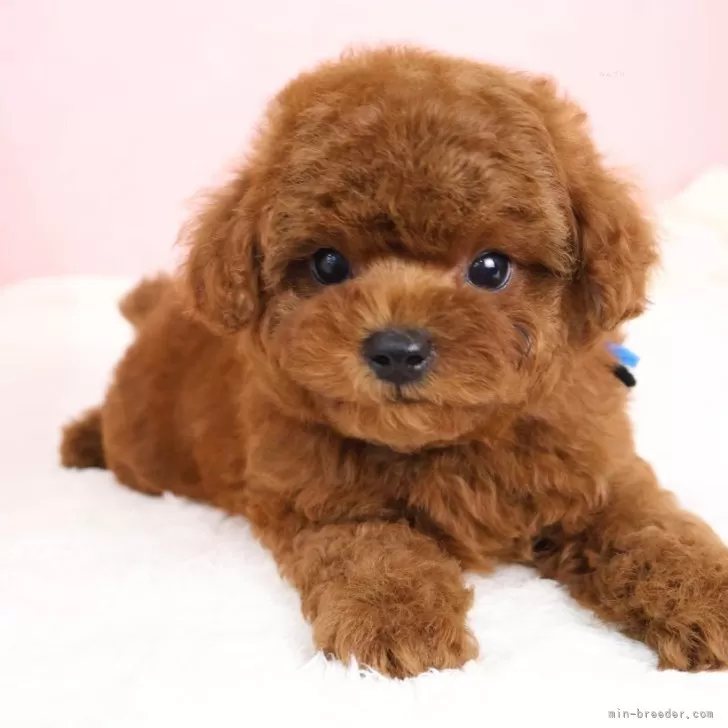 ID：2506-06824の子犬