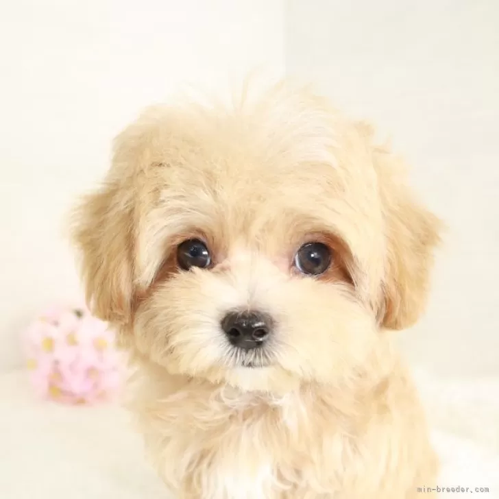ID：2502-06333の子犬